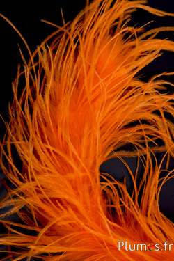 Autruche mèche - 10 cm - orange
